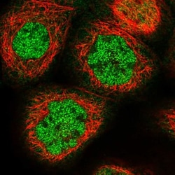 MKRN2 Antibody, Novus Biologicals:Antibodies:Primary Antibodies